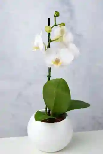 Orquídea Mini Blanca + Maceta Decorativa