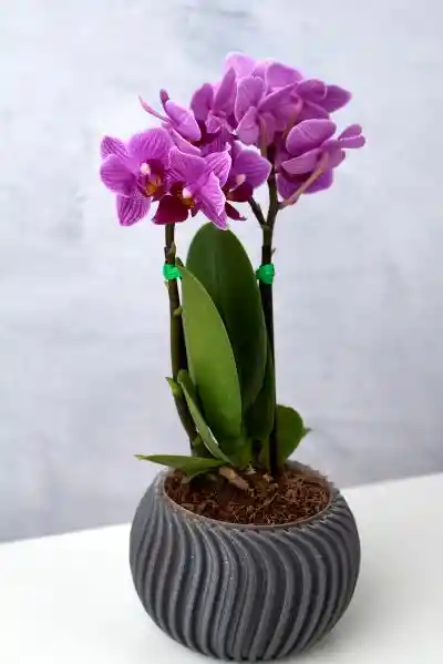 Orquídea Mini Morada + Maceta Eco