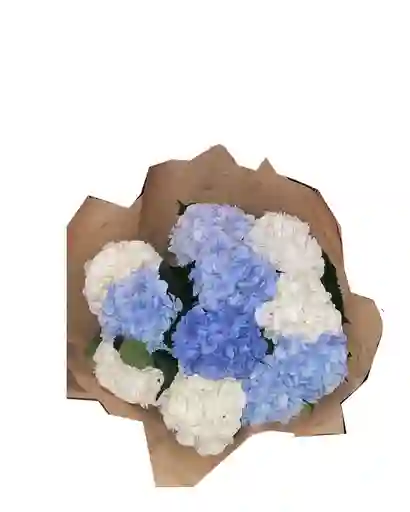 Hortensias Azules Y Blancas