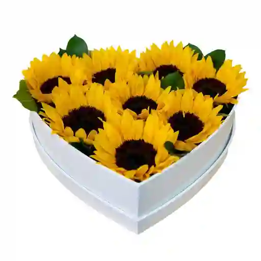 Girasoles En Caja De Corazón