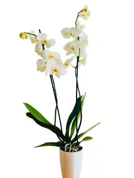 Orquídea De Dos Varas Con Matera Blanca