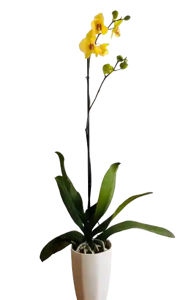 Orquídea De Una Vara Con Matera Blanca