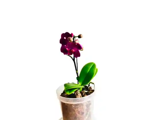 Orquídea Mini Morada