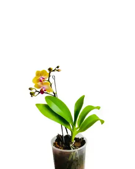 Orquídea Mini Amarilla