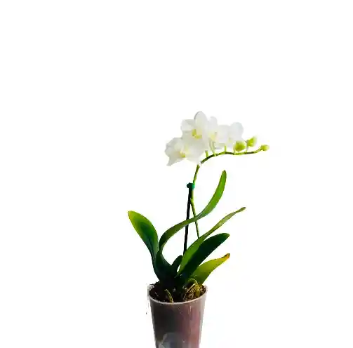 Orquídea Mini Blanca