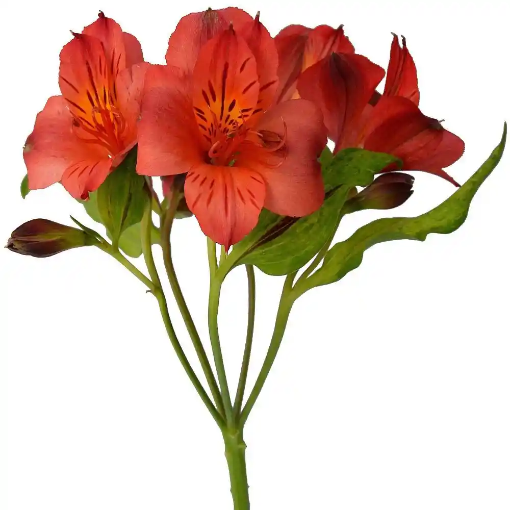 Astromelias Naranjas