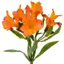 Astromelias Naranjas