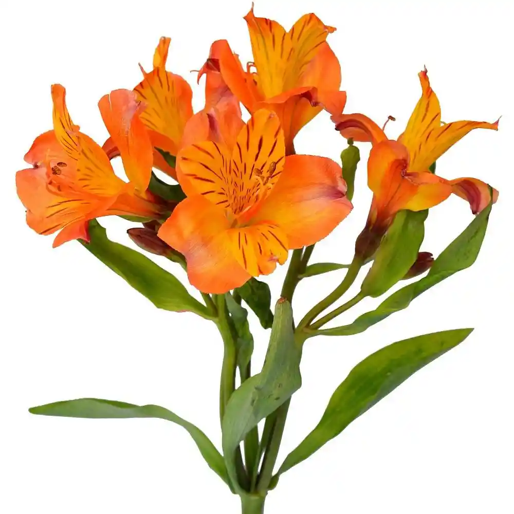 Astromelias Naranjas