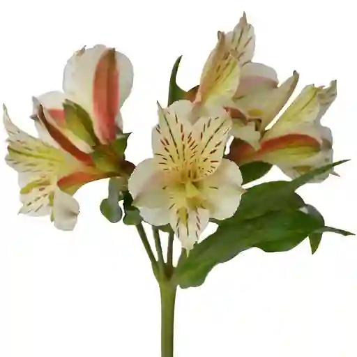 Astromelias Blancas