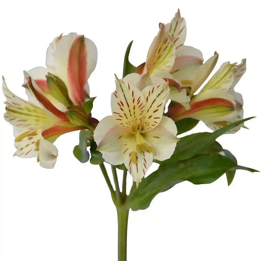 Astromelias Blancas
