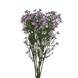 Aster Morado