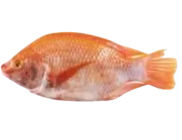 Mojarra Roja Empacada Al Vacío