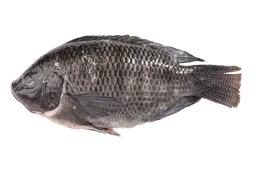 Mojarra Negra Congelada