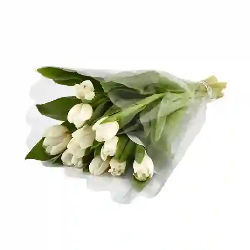 Tulipanes Blancos X 10 Tallos El Paquete