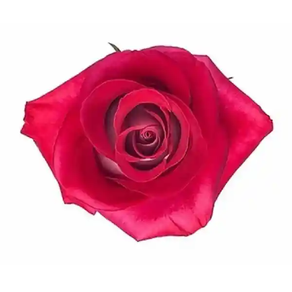Rosas Rojas X 24 Tallos El Paquete