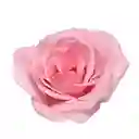 Rosas Rosadas X 24 Tallos El Paquete