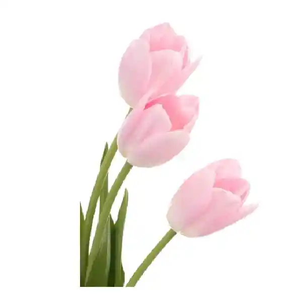 Tulipanes Rosados X 10 Tallos El Paquete