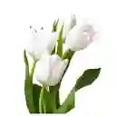 Tulipanes Blancos X 10 Tallos El Paquete