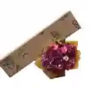 Bq Paula