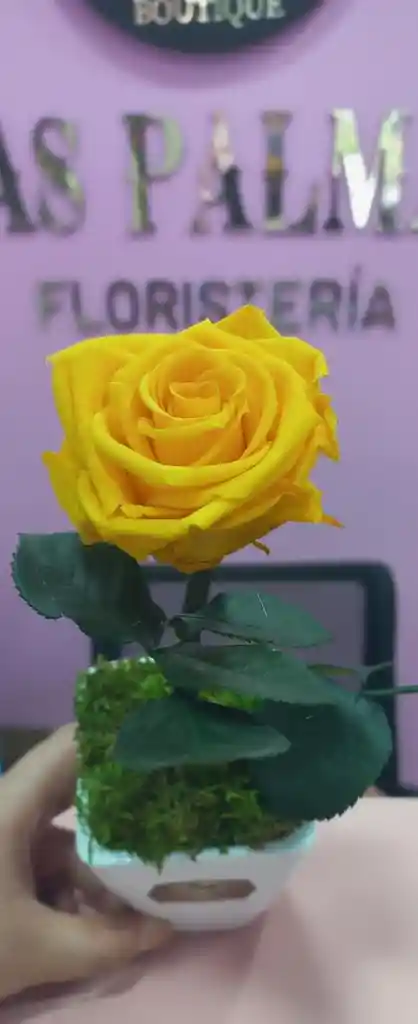 Rosa Preservada Mini Amarillo Oro