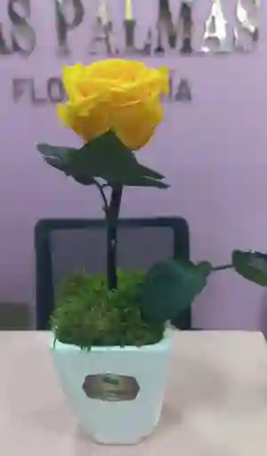 Rosa Preservada Mini Amarillo Oro