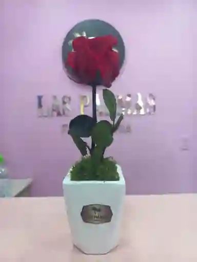Rosa Preservada Mini Rojo