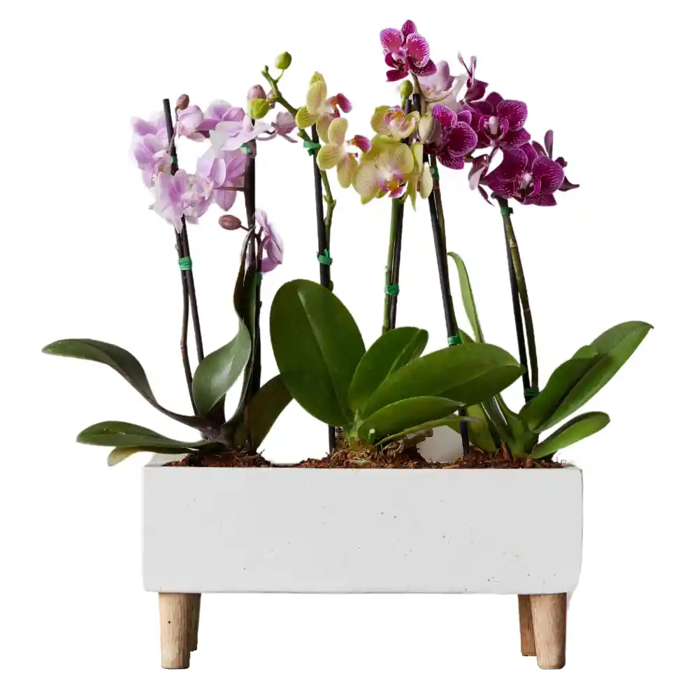 Arreglo De Orquideas En Matera Concreto