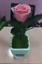 Rosa Preservada Mini Rosado Azucar