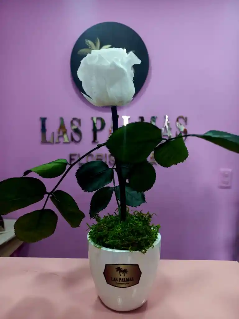 Rosa Preservada Mini Blanco