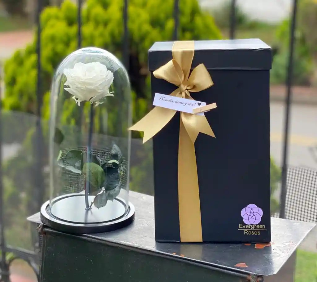 Rosa Preservada Blanca Con Caja De Regalo