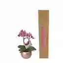 Orquídea Mediana (alto45cms) Rosa Con Matera Cerámica