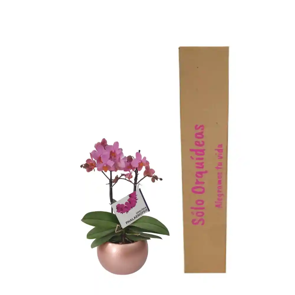 Orquídea Mediana (alto45cms) Rosa Con Matera Cerámica