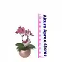 Orquídea Mediana (alto45cms) Rosa Con Matera Cerámica