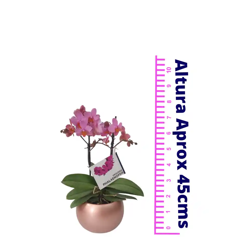 Orquídea Mediana (alto45cms) Rosa Con Matera Cerámica