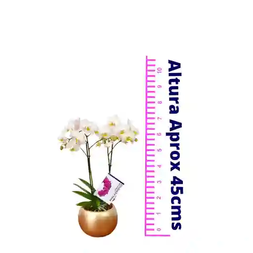 Orquídea Mediana Blanca (alto45cm Aprox) Con Matera Cerámica