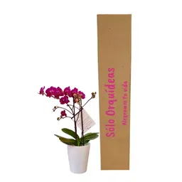 Orquídea Mediana Fucsia (alto Aprox 45cms) Con Matera Plástica