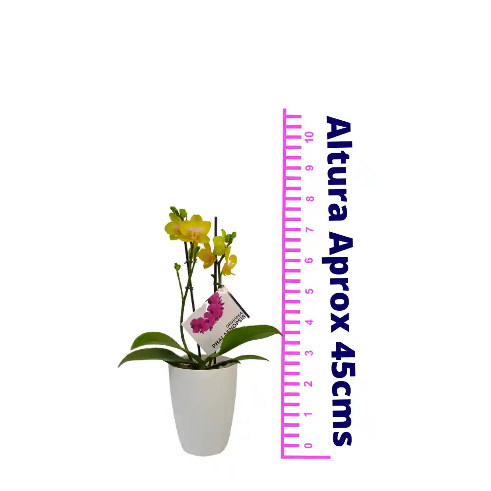 Orquídea Mediana Amarilla (alto Aprox 45cms) Mas Matera Plastica