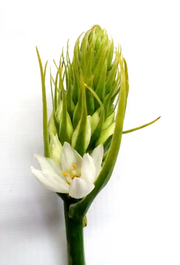 Estrellita De Belén, Flor De San José, Ornithogalum