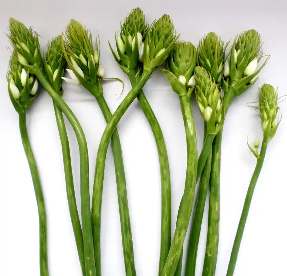 Estrellita De Belén, Flor De San José, Ornithogalum