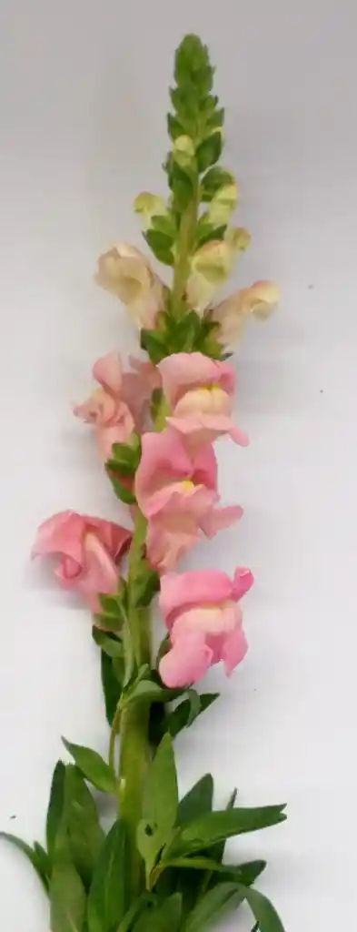 Snap Dragon O Boca De Dragon Tonos Rosados