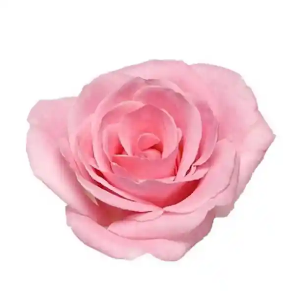 Arreglo Floral De 12 Rosas Rosadas Pink En Ramo