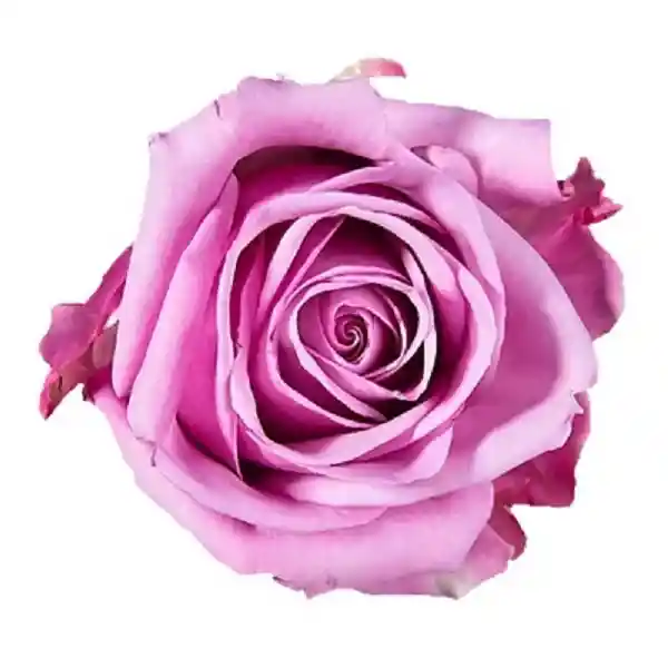 Arreglo Floral 12 Rosas Moradas Amor Escondido En Ramo