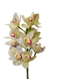 Orquídea Cymbidium