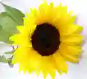 Girasoles X6 Tallos