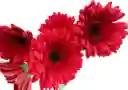 Gerberas Rojas X5 Tallos Flores Frescas