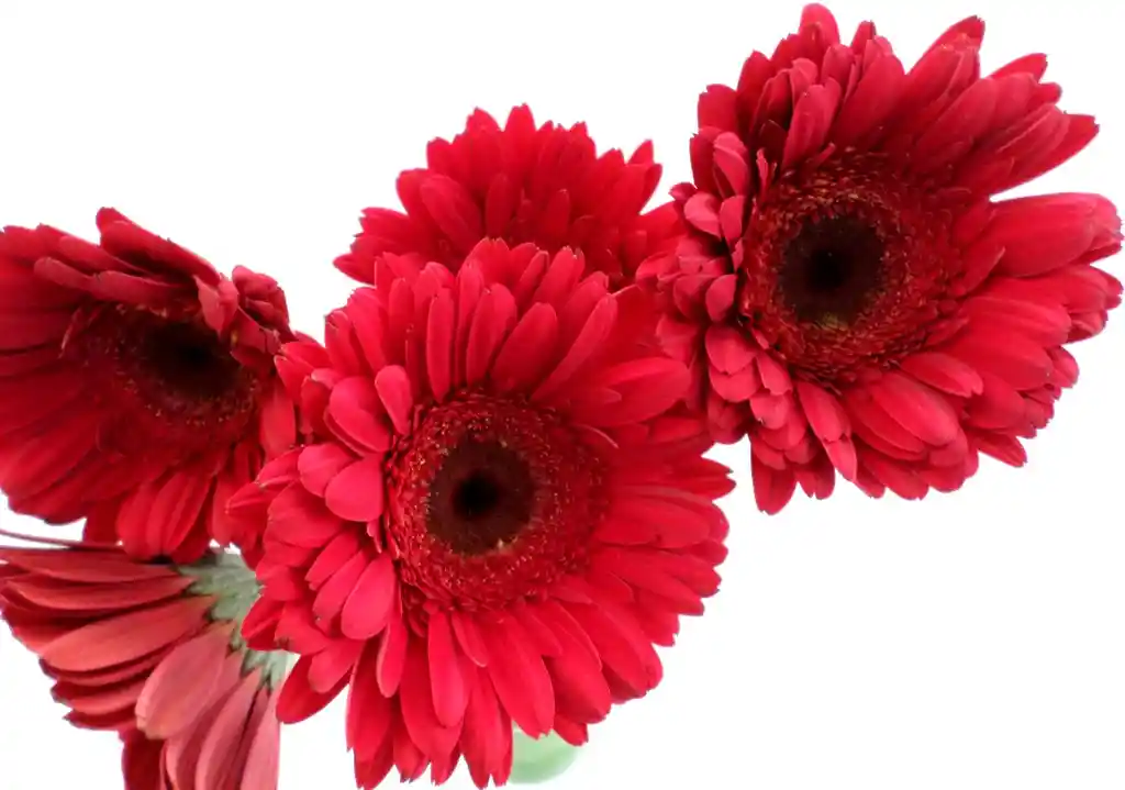 Gerberas Rojas X5 Tallos Flores Frescas