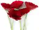 Gerberas Rojas X5 Tallos Flores Frescas