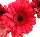 Gerberas Rojas X5 Tallos Flores Frescas