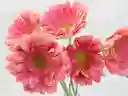 Gerberas Tonos Rosados X5 Tallos Flores Frescas