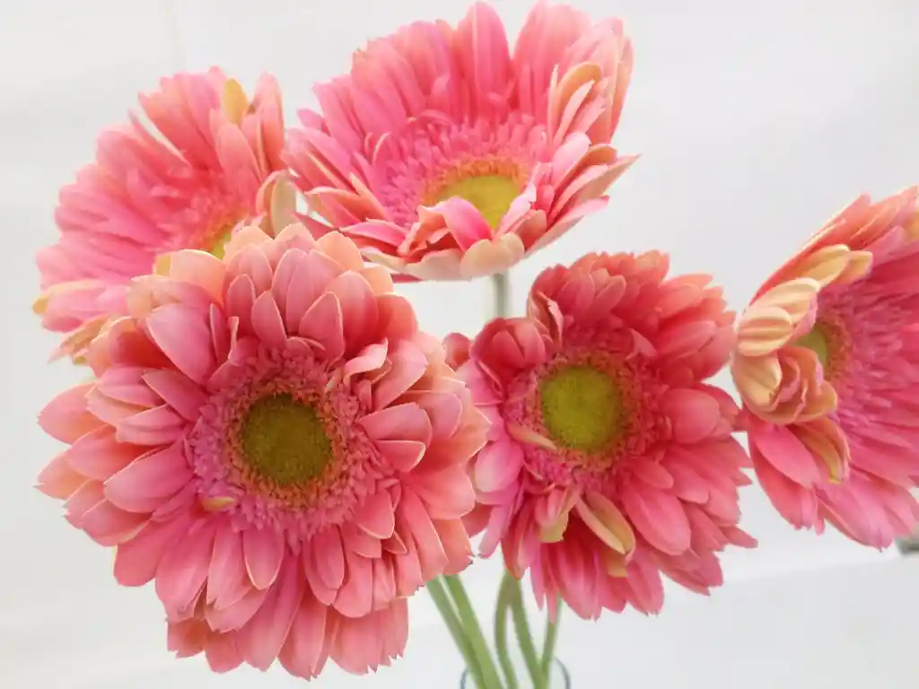 Gerberas Tonos Rosados X5 Tallos Flores Frescas